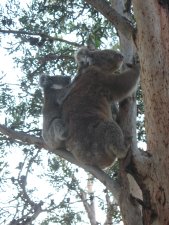 Koala mit Jungem